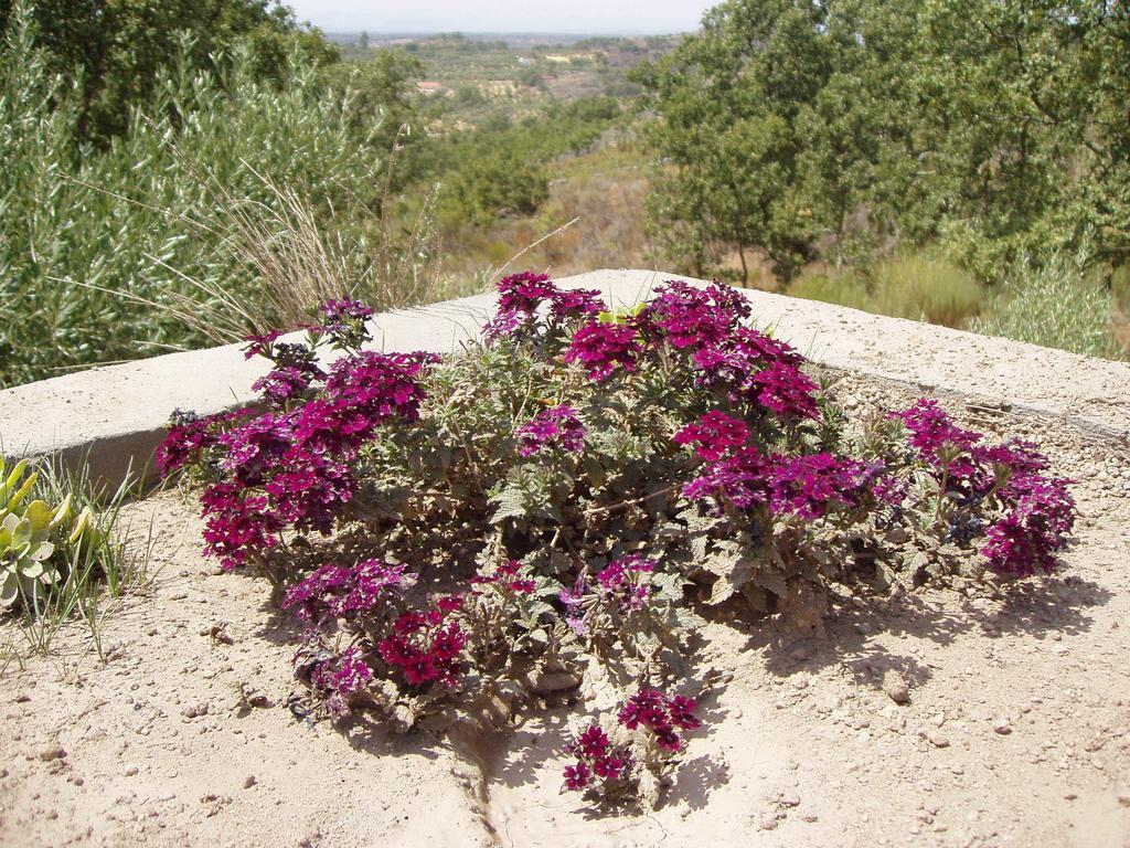 Monte Mariolas * Castelo de Vide